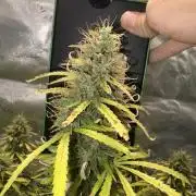 White widow auto