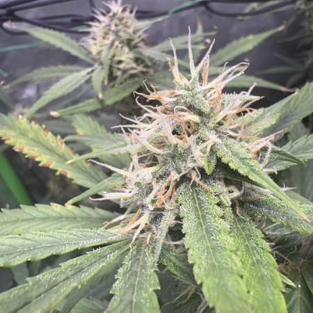 First autos!