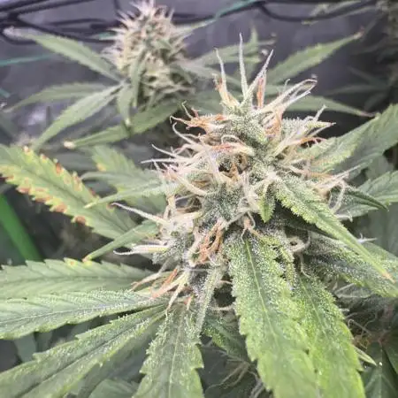 First autos!