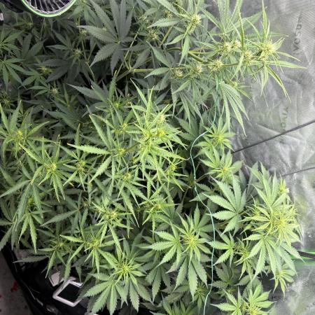 First autos!