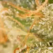 Heady OG , (2025) 420 mix pack autos