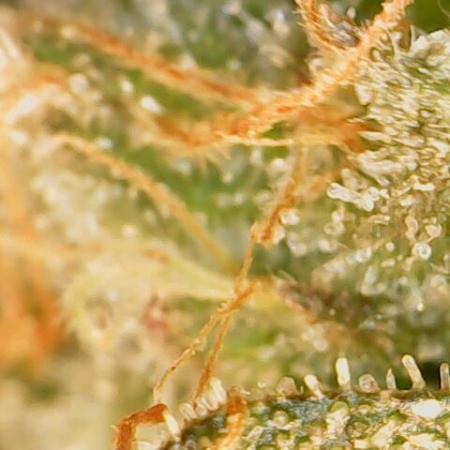 Heady OG , (2025) 420 mix pack autos