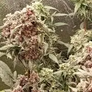Various Plants
