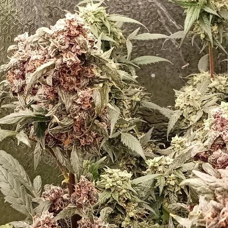 Various Plants