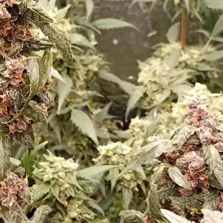 Various Plants