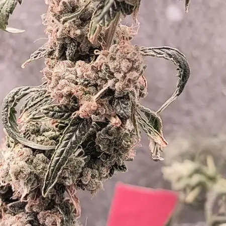 unknown strains