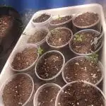 Various Plants