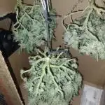 Extraterrestral 🖖🏻👽