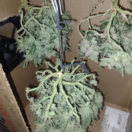 Extraterrestral 🖖🏻👽