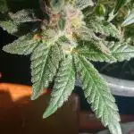 Extraterrestral 🖖🏻👽