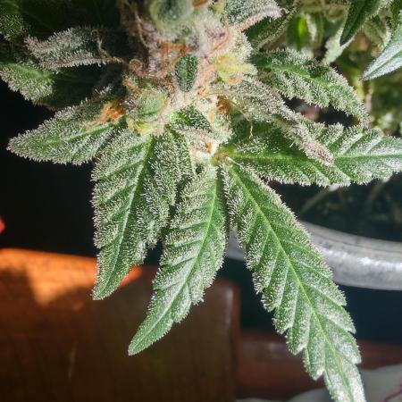 Extraterrestral 🖖🏻👽