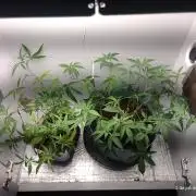 Skittles Pie Clones Indoor