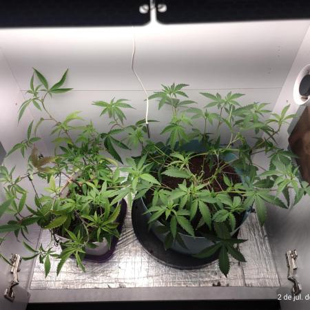 Skittles Pie Clones Indoor