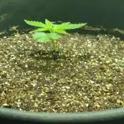 Skittles Pie Clones