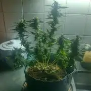 Extraterrestral 🖖🏻👽