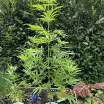 Frisian Dew im Sauerland