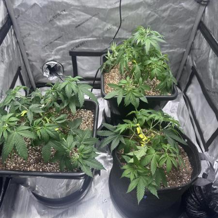 #2/Seedsman Green Crack