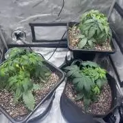 #2/Seedsman Green Crack