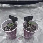My First Grow