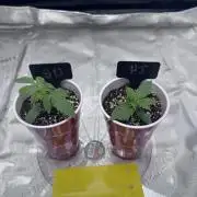 My First Grow