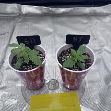 My First Grow