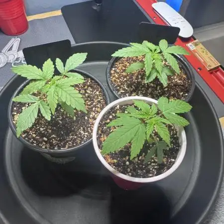 #2/Seedsman Green Crack
