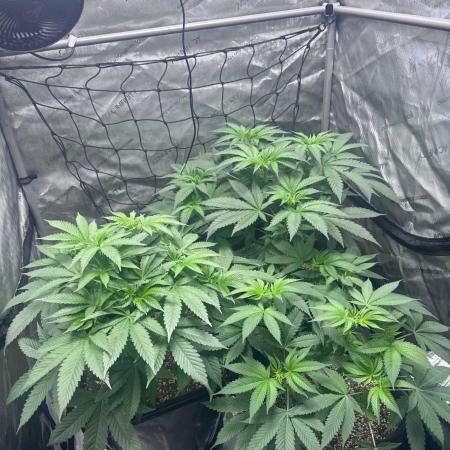 #2/Seedsman Green Crack