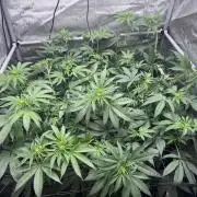 #2/Seedsman Green Crack