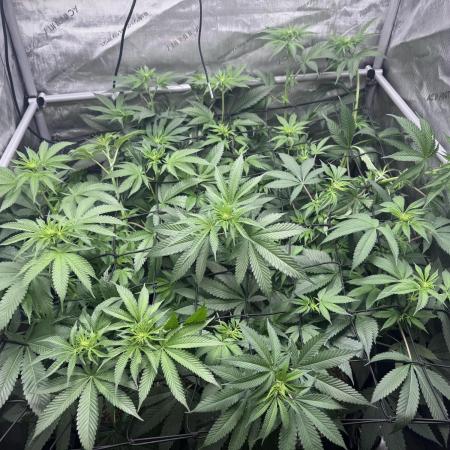 #2/Seedsman Green Crack