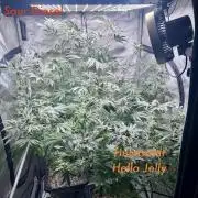 My First Grow