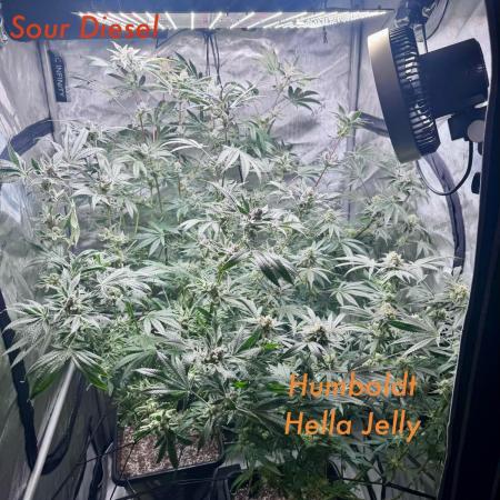My First Grow