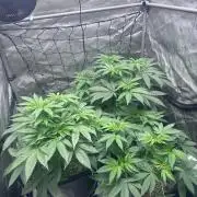 #2/Seedsman Green Crack