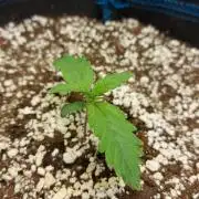Guava Auto RF3 im Autopot