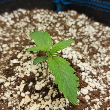 Guava Auto RF3 im Autopot