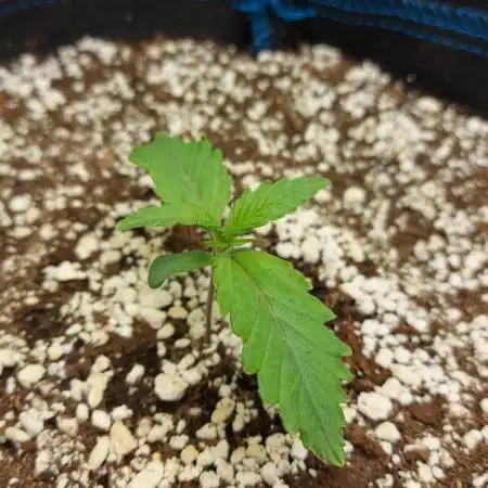 Guava Auto RF3 im Autopot