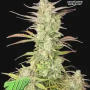 Z-Up Auto mit Zeitraffer jede Woche.