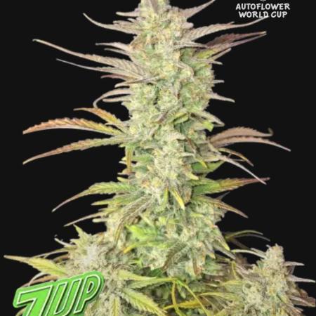 Z-Up Auto mit Zeitraffer jede Woche.