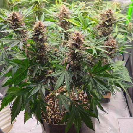 Operation: Purple Breakfast