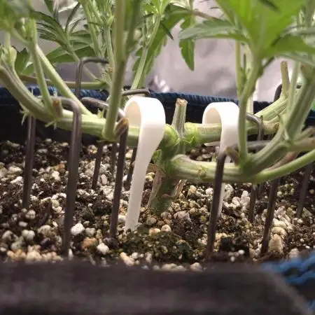 Guava Auto RF3 im Autopot