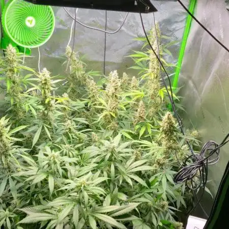 Strawberry Gorilla Fast Buds