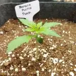 Operation: Purple Breakfast