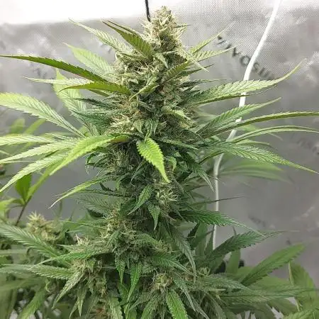 Strawberry Gorilla Fast Buds