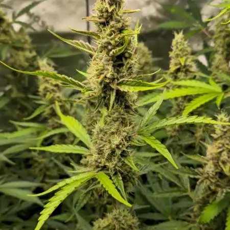 Gorilla Cookies von FastBuds(Bushplanet)