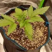 Guava Auto RF3 im Autopot