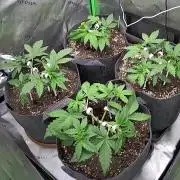 Operation: Purple Breakfast