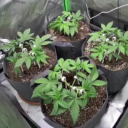 Operation: Purple Breakfast