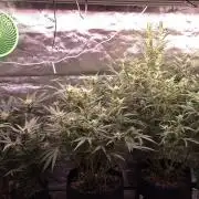 Guava Auto RF3 im Autopot