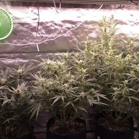 Guava Auto RF3 im Autopot