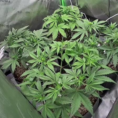 Operation: Purple Breakfast