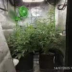 Gorilla Cookies von FastBuds(Bushplanet)